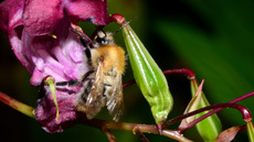 Ackerhummel (16).jpg